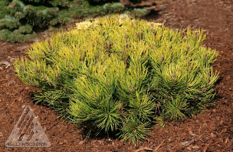 Golden Mugo Pine