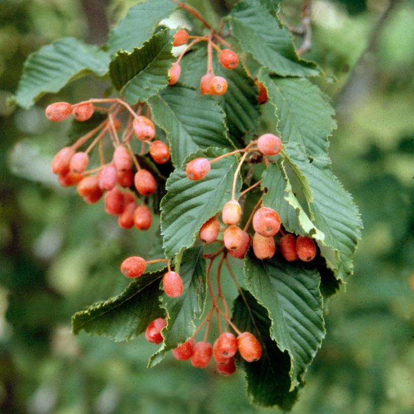 Korean Mountainash