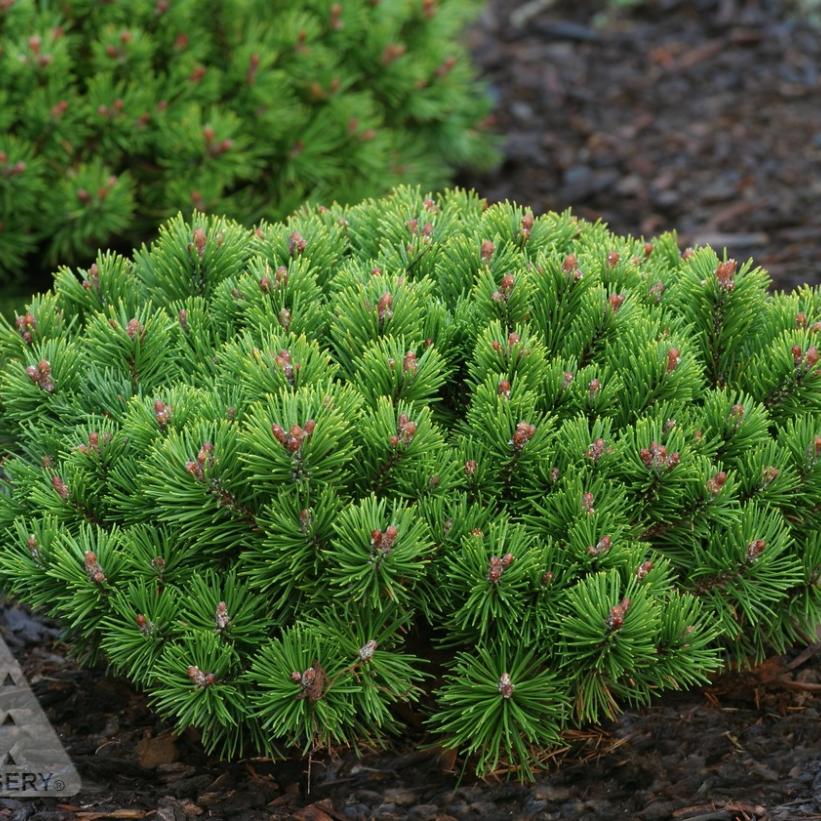 Teeny Dwarf Mugo Pine