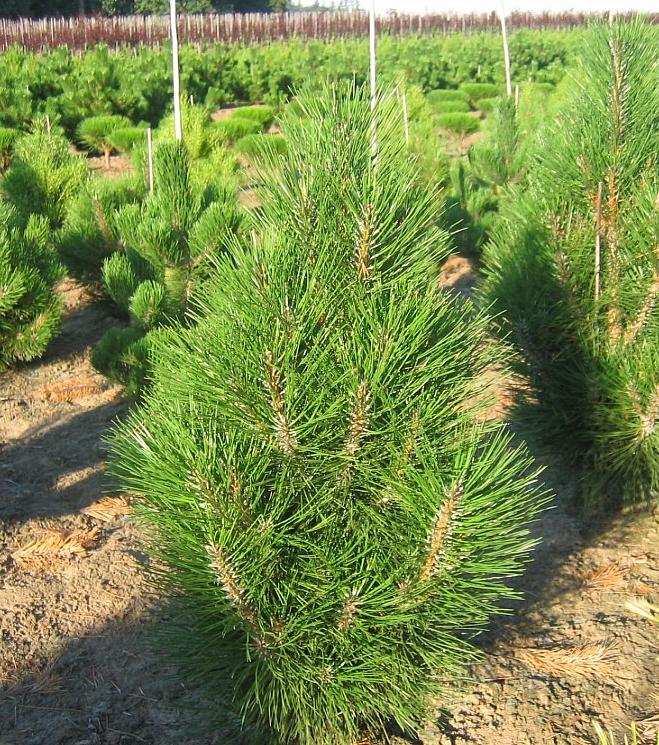 Arnold Sentinel Columnar Pine