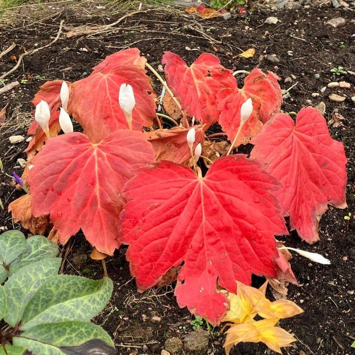 Fusion of Fire Oredenia