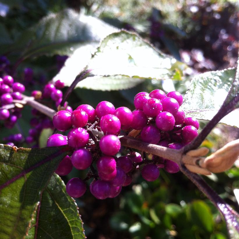 Early Amethyst Beautyberry