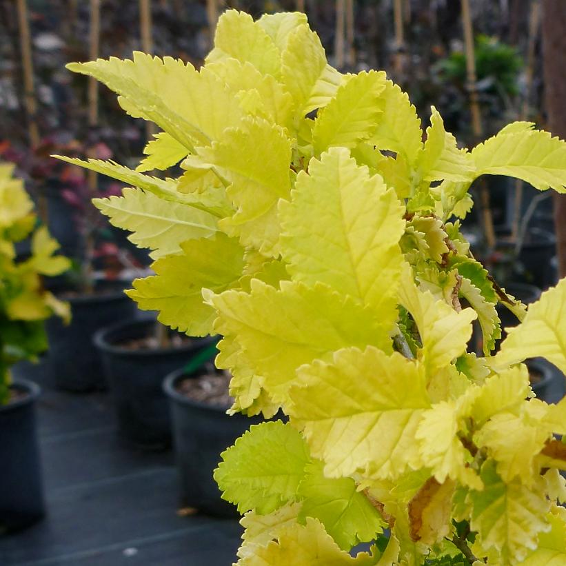 Golden Elm