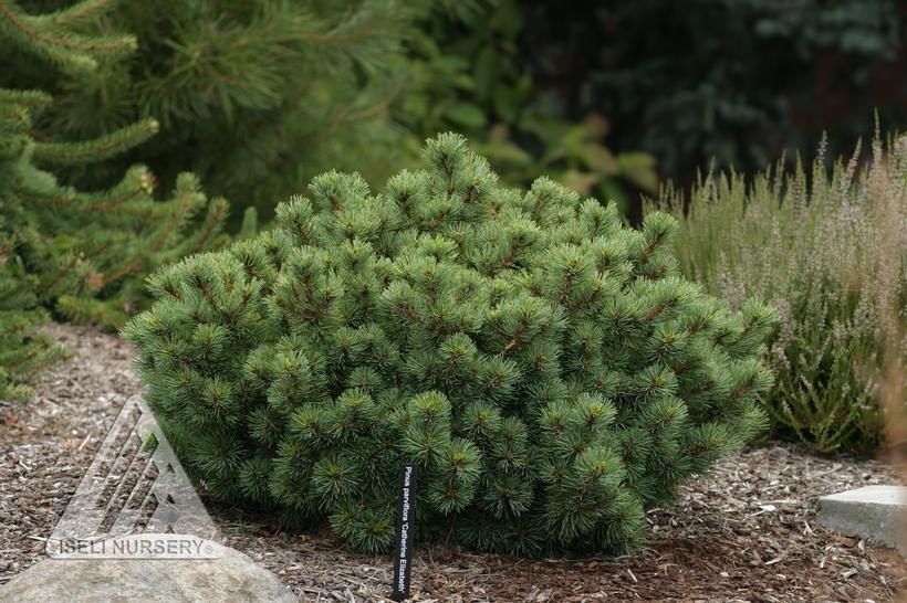 Catherine Elizabeth Japanese White Pine