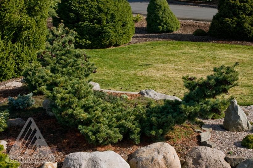 Fukuzumi Japanese White Pine