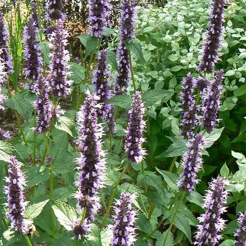 Hyssop, Black Adder Hyssop