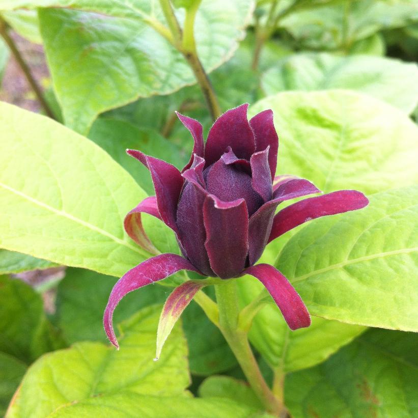 Carolina Allspice