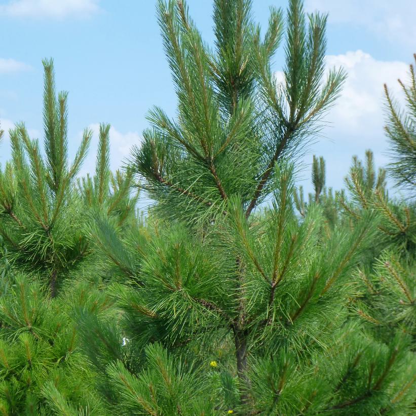 Red Pine, Norway Pine