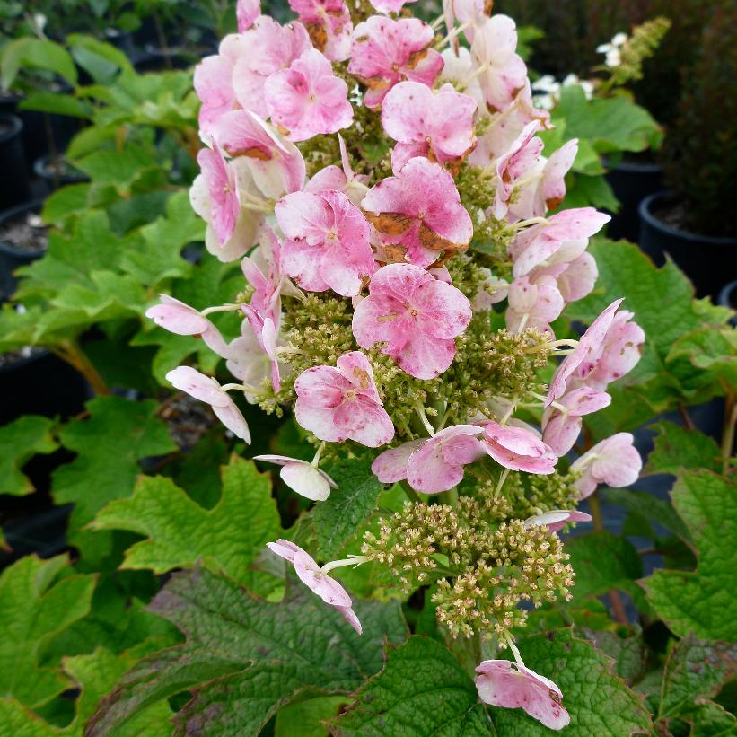 Ruby Slippers Oakleaf Hydrangea