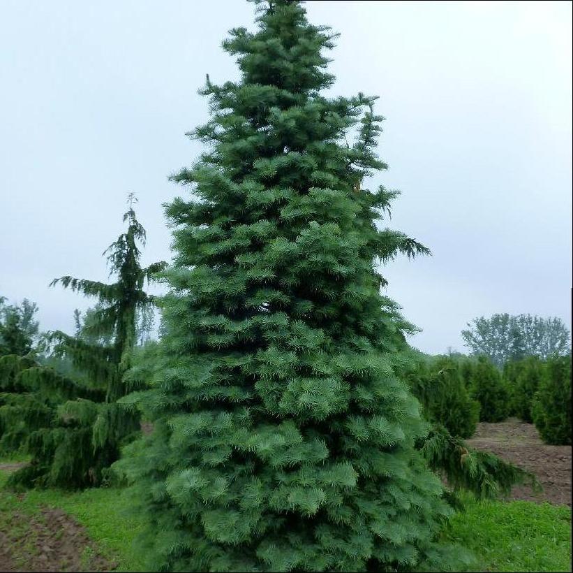 White Fir, Concolor Fir/Colorado Fir