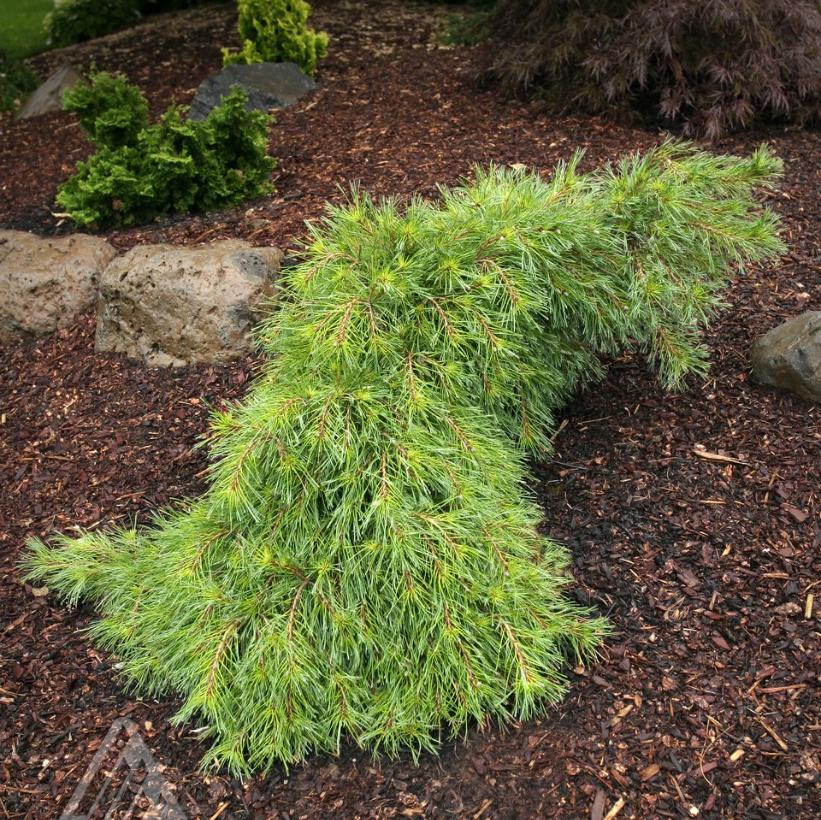 Niagara Falls Eastern White Pine