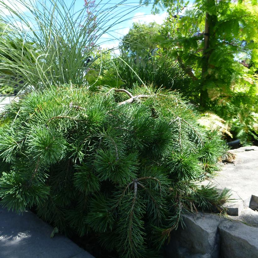 Hillside Creeper Scots Pine