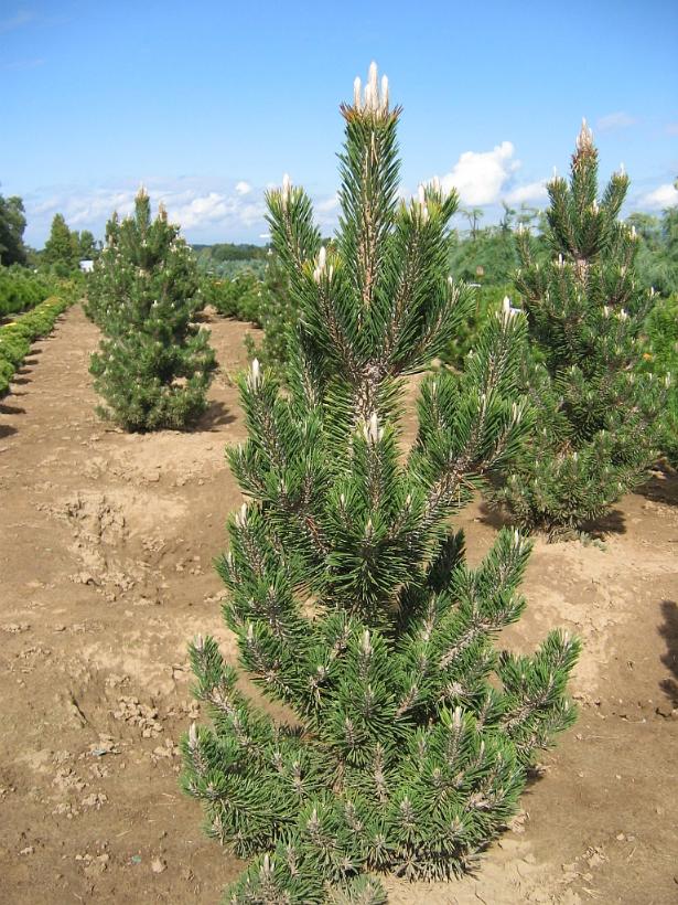 Kotobuki Dwarf Japanese Black Pine