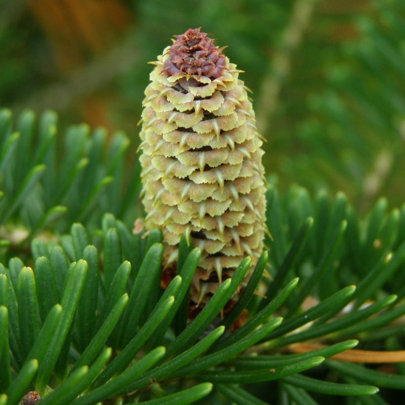 Fraser Fir