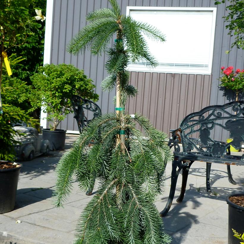 Graceful Grace Douglas-Fir