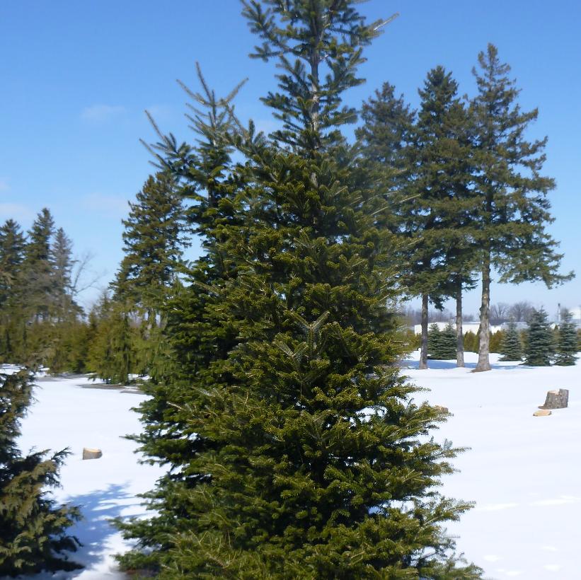 Korean Fir