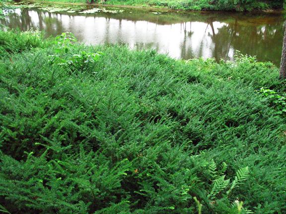 Canada Yew, Ground Hemlock