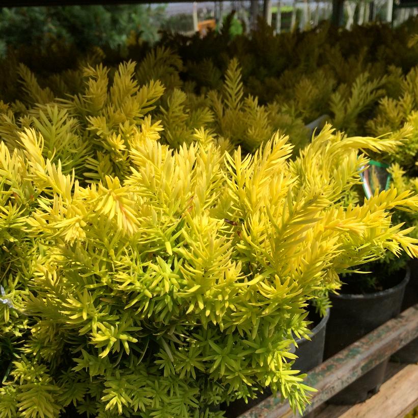 Dwarf Golden Japanese Yew