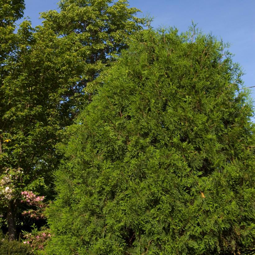 Techny White Cedar