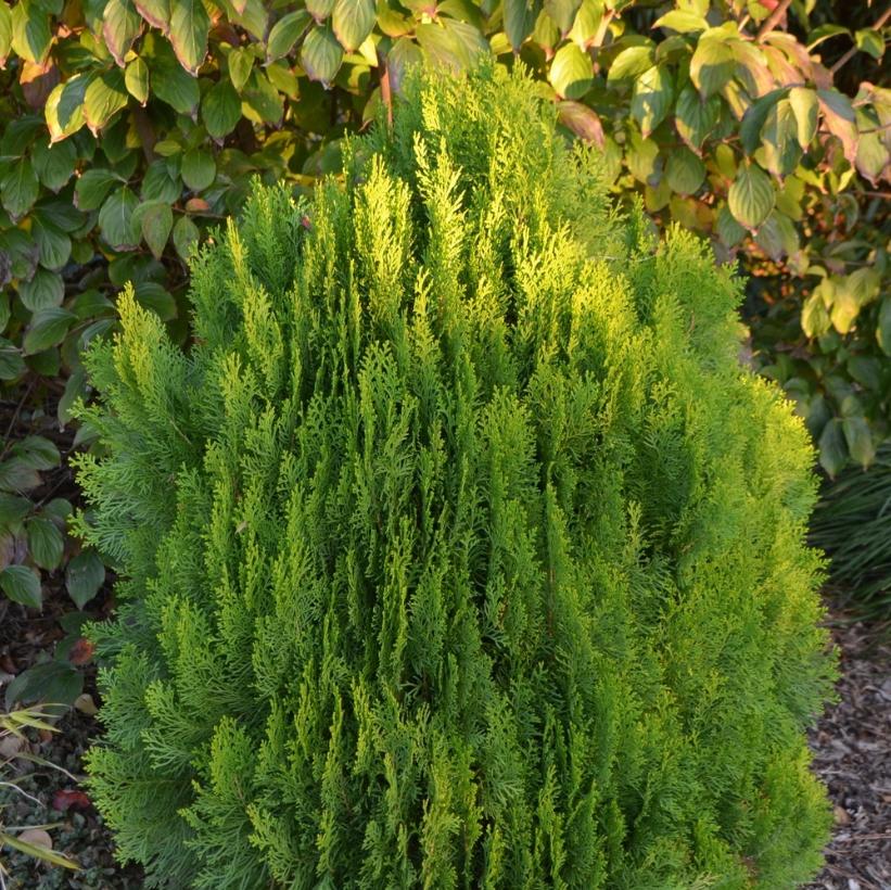 Morgan Cedar