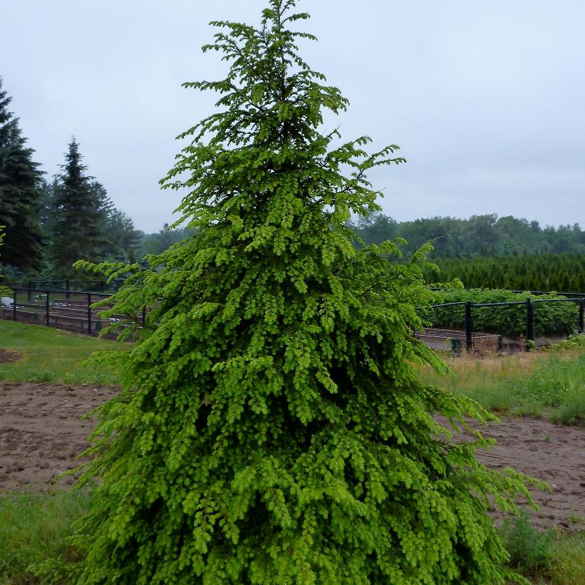 Eastern Hemlock, Canadian Hemlock