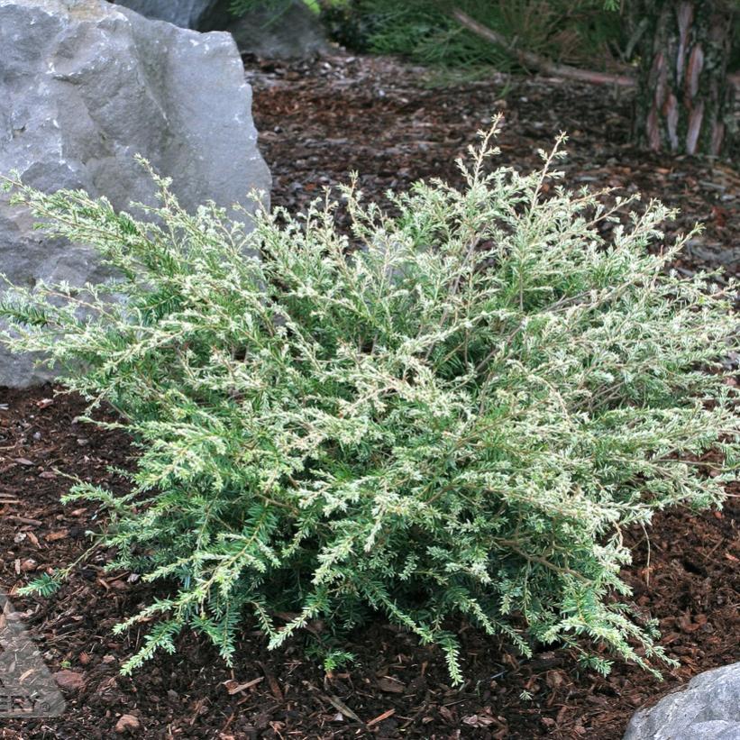 Gentsch White Canadian Hemlock