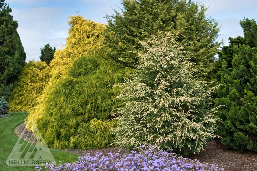 Summer Snow Canadian Hemlock
