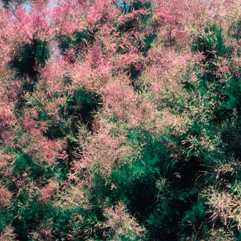 Summer Glow Tamarisk