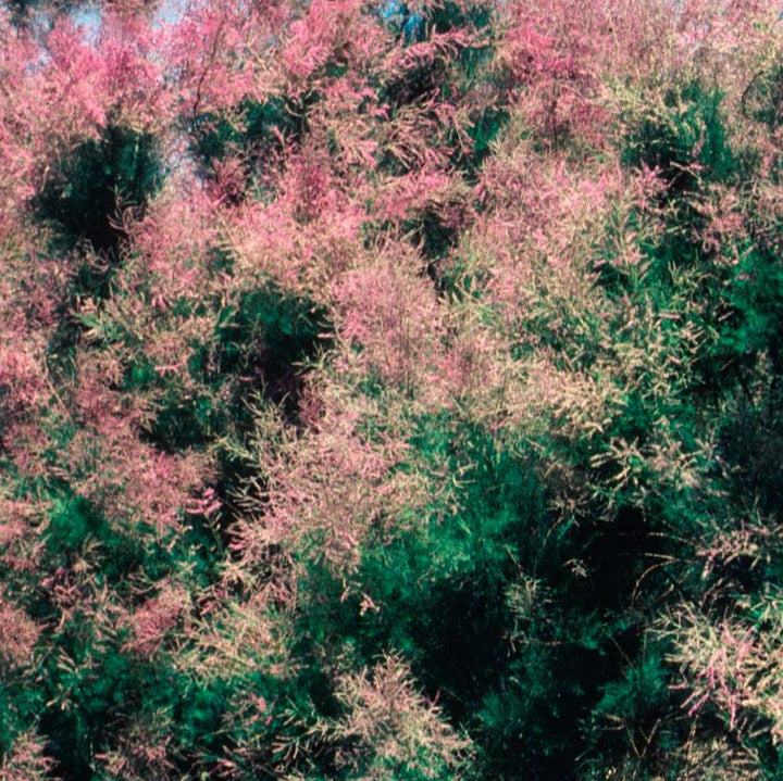 Summer Glow Tamarisk