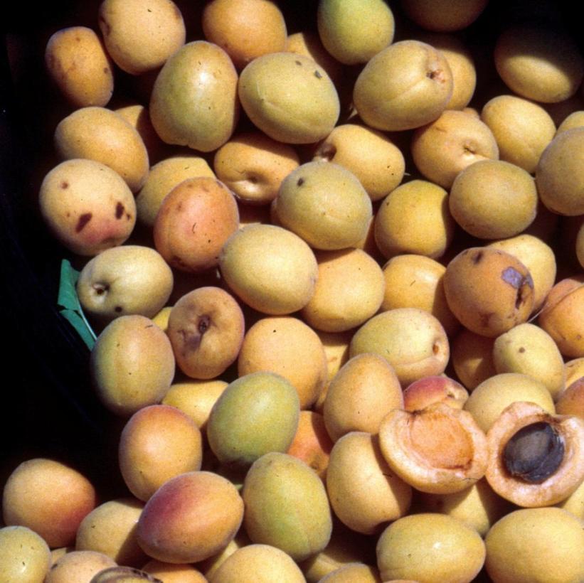 Moorpark Apricot