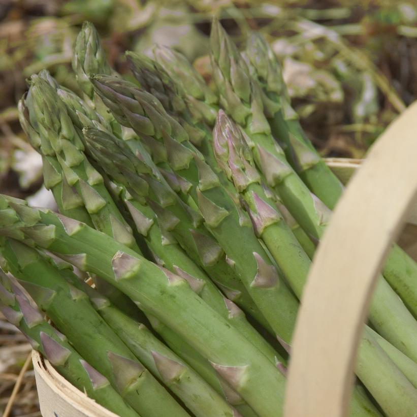 Guelph Millennium Asparagus