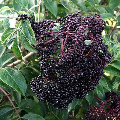 Scotia Elderberry