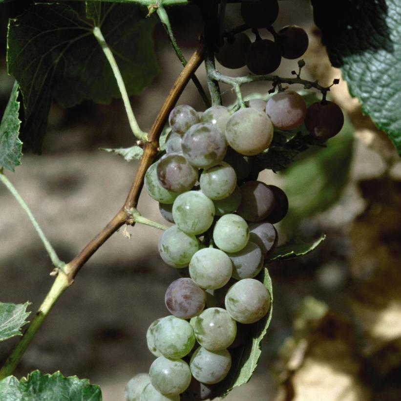 Grape