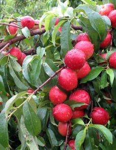 Hardired Nectarine