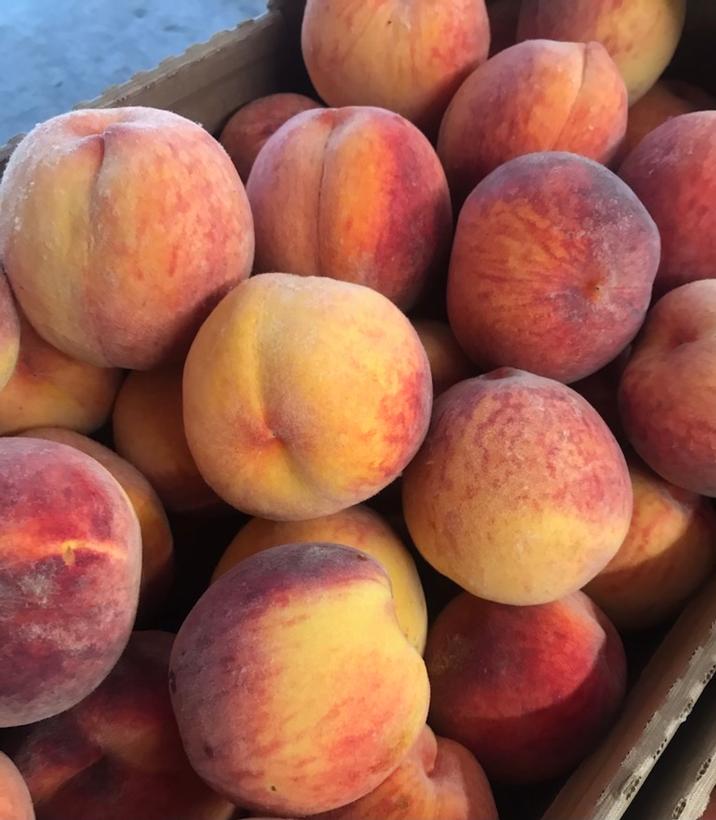 Baby Gold 5 Peach