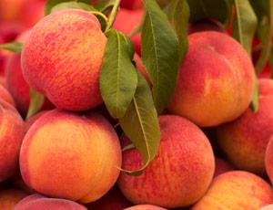 Frost Peach