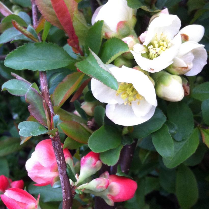 Toyo Nishiki Japanese Quince