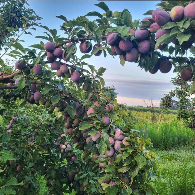 Valor Plum