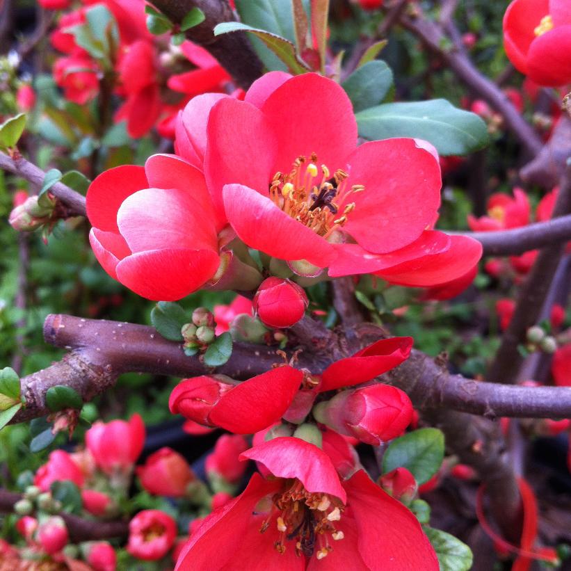 Rubra Japanese Quince