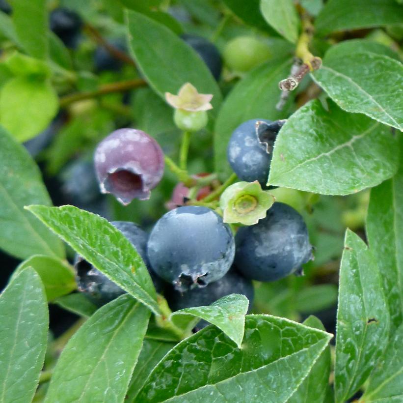 Lowbush Blueberry