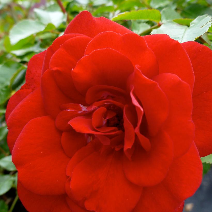 BAItown Paint the Town Rose