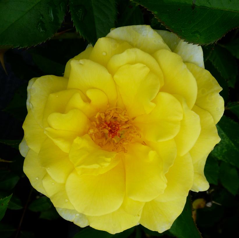 BAline Yellow Submarine Rose