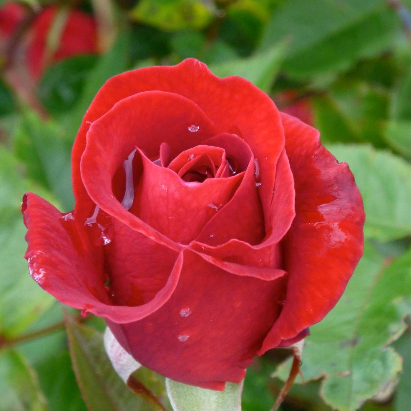 BAImir Kashmir Rose