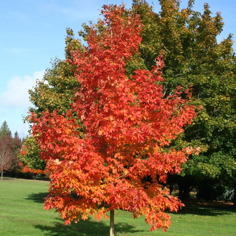 Fall Fiesta® Sugar Maple