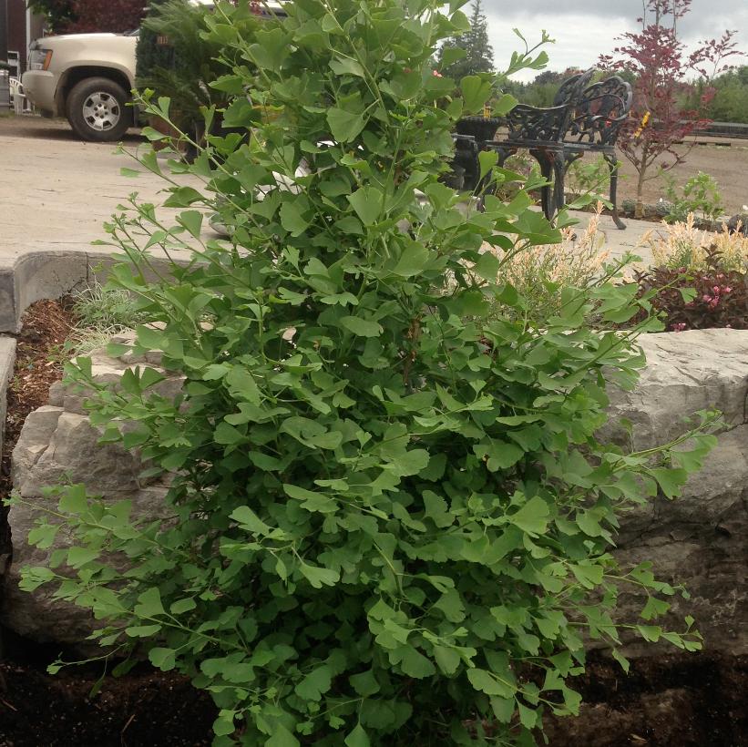 Gold Spire™ Maidenhair Tree