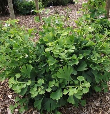 Korinek Maidenhair Tree
