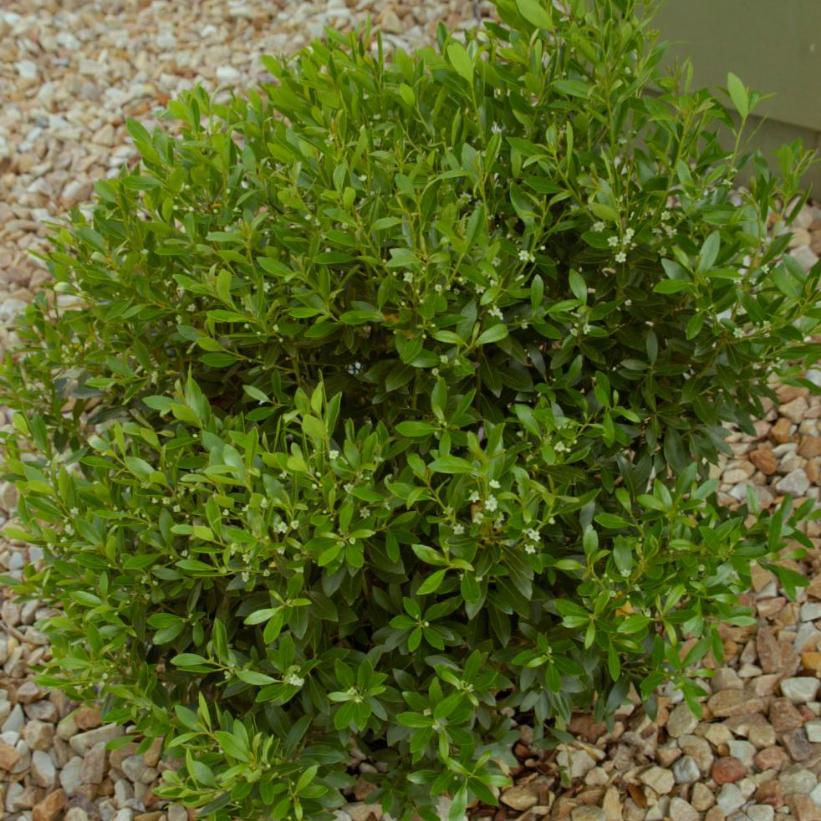 Shamrock Inkberry