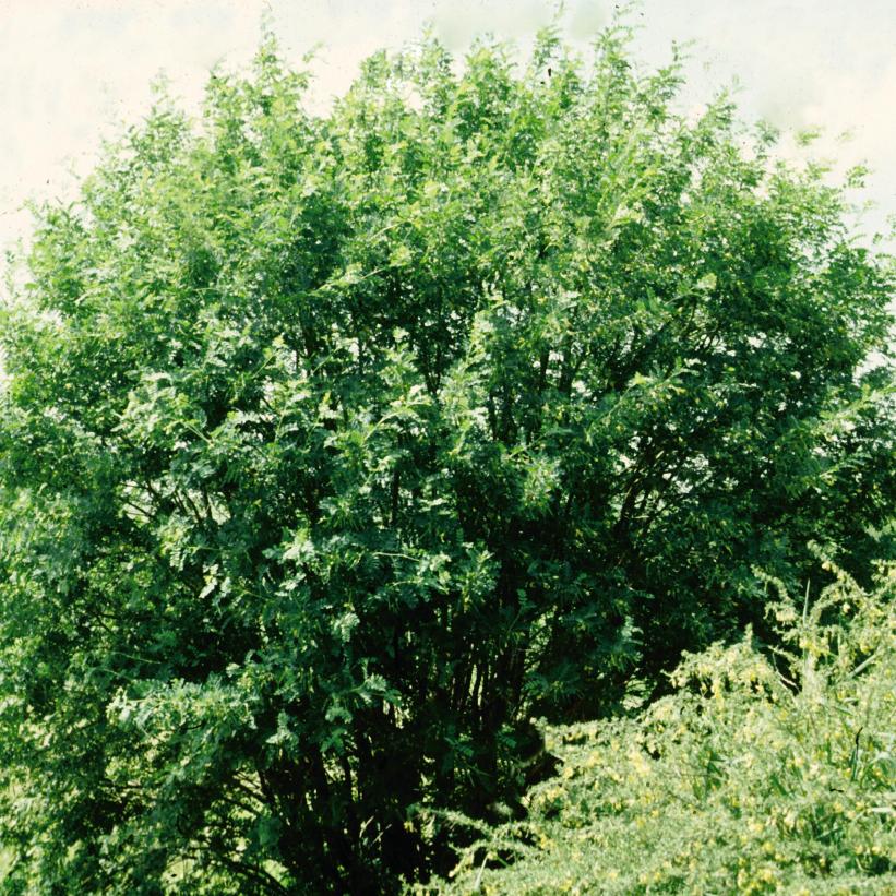 Siberian Peashrub - Caragana arborescens