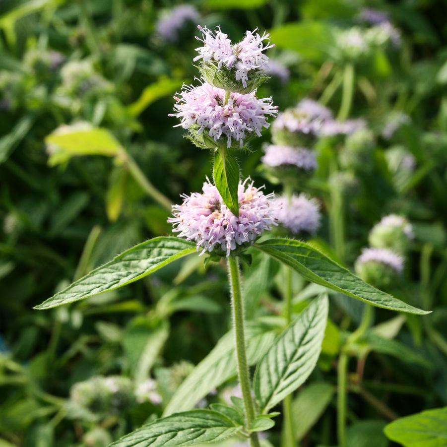 Downy Wood Mint, Ohio Horsemint