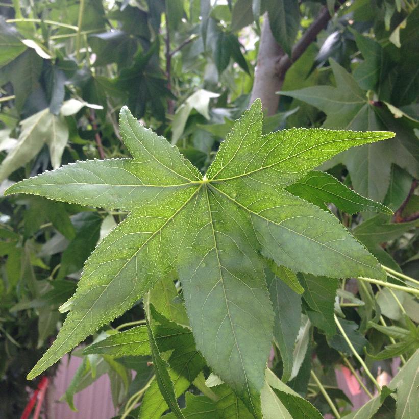 Sweetgum